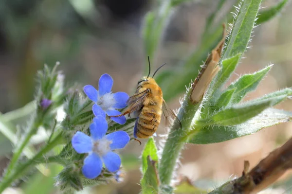 Little Bee Blue Flower — Stock Photo, Image