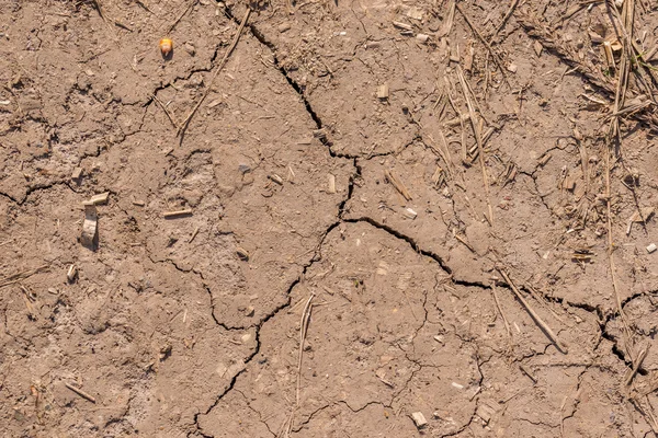 Ραγισμένο χώμα από ξηρό χωράφι καλαμποκιού — Φωτογραφία Αρχείου