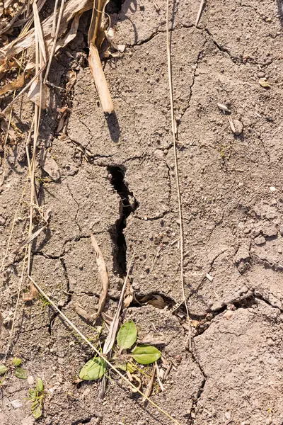 Risse im Boden eines trockenen Maisfeldes mit einer Pflanze — Stockfoto