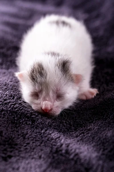 Eine eintägige weiße Katze mit Tabby-Flecken schläft — Stockfoto