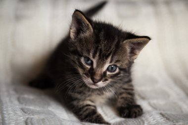 Genç erkek tekir kedi yavru kedi kameraya benziyor