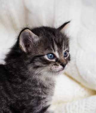 Kabarık kürk ve mavi gözleri ile birkaç hafta yaşlı tabby yavru kedi