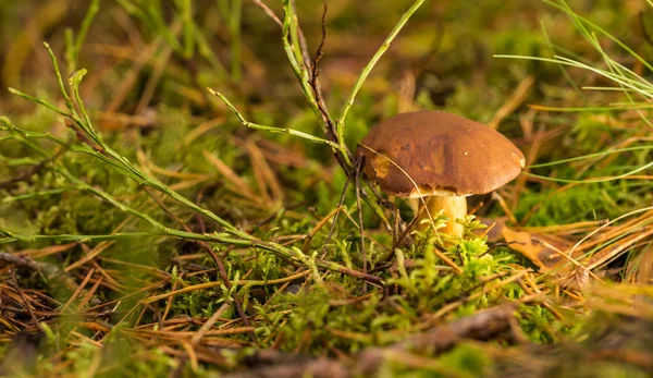 在 moss 中的单个棕色牛肝菌蘑菇 — 图库照片
