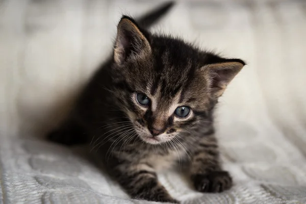 Jovem tabby tomcat gatinho olha para a câmera — Fotografia de Stock