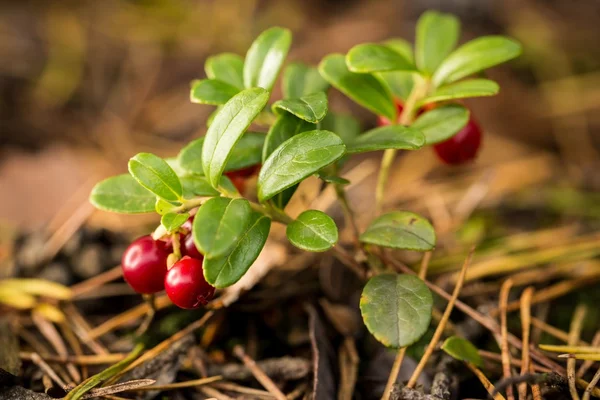 Kızılcık küçük yeşil çalı