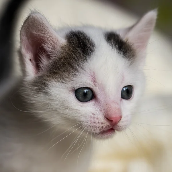 Detail of few weeks old white tabby tomcat head — Stock fotografie