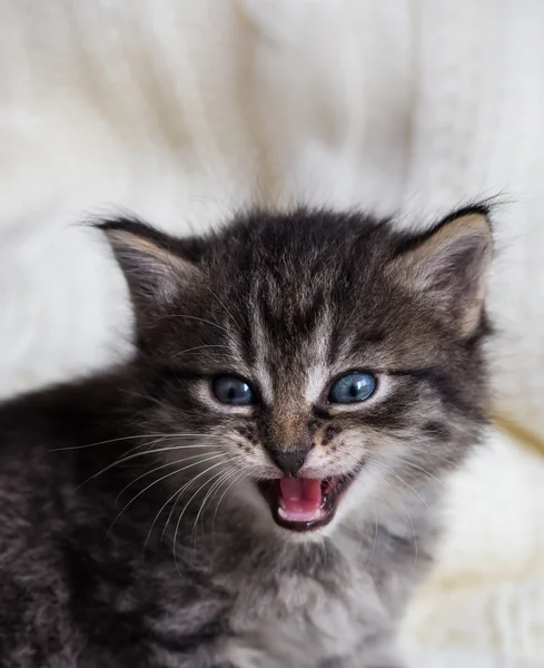 Few weeks old tabby kitten with fluffy fur and open mouth — Φωτογραφία Αρχείου