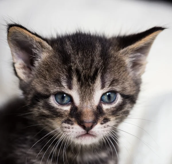 Beberapa minggu tua kucing tabby dengan mata biru — Stok Foto