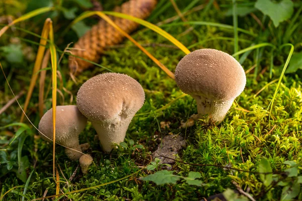 Gruppe von Puffkugeln Pilze in grünem Moos — Stockfoto