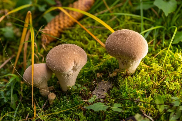 A pöfetegek mushtooms zöld moha csoport — Stock Fotó