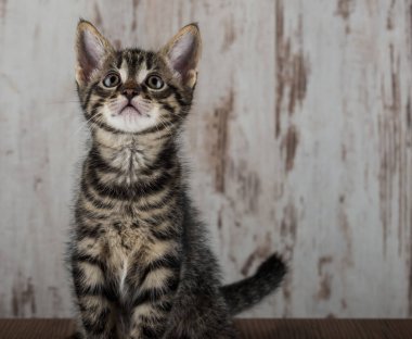 Birkaç hafta yaşlı tabby yavru kedi tomcat hafif ahşap zemin üzerine