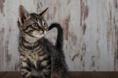 Beyaz ahşap zemin üzerinde birkaç hafta yaşlı tabby yavru kedi erkek kedi
