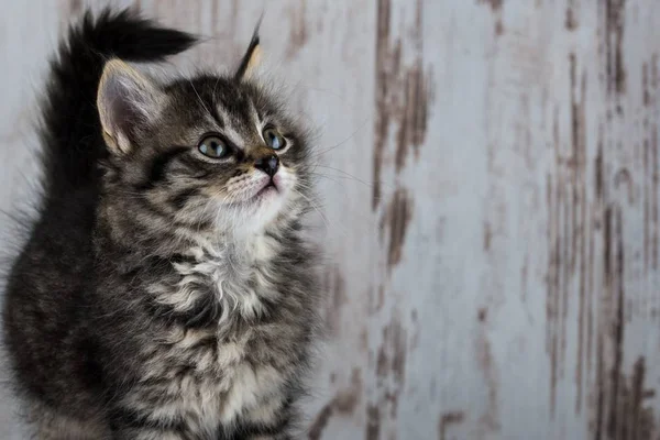 Few weeks old fluffy tabby kitten on white wooden background — Stock Photo, Image