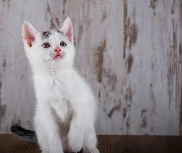 Anak kucing putih berusia beberapa minggu dengan latar belakang kayu putih — Stok Foto