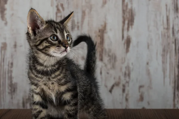 Poucas semanas de idade tabby gatinho tomcat no fundo de madeira branca — Fotografia de Stock