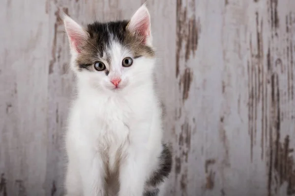 Retrato de algumas semanas de idade branco-tabby gatinho no fundo de madeira branco — Fotografia de Stock