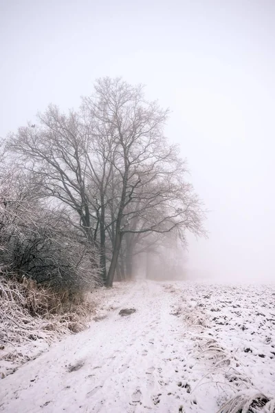 在有雾的早晨的路径旁边的几棵树 — 图库照片