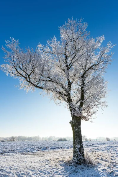 Tek ağaç dalları kapsamındaki frost önünde güneş ile