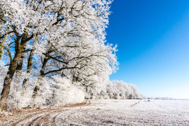 Donmuş patika üzerinde birkaç ağaçların yanındaki karlı çayır