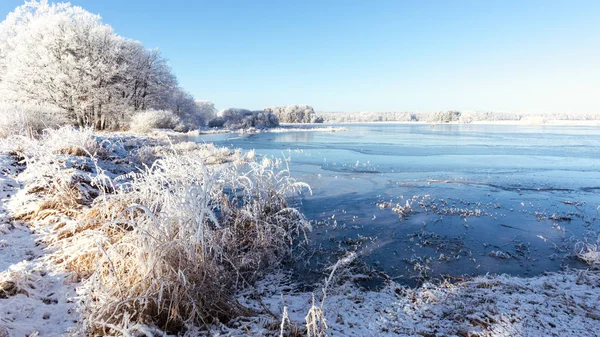 Zugefrorener Teich mit mehreren Bäumen und seitlichem Schilf — Stockfoto