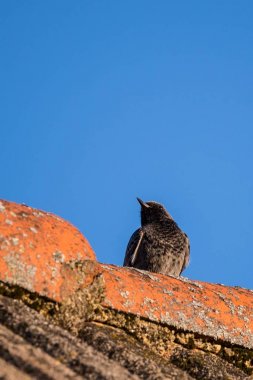 Kara kızılkuyruk kuş eski vintage çatıda oturuyor