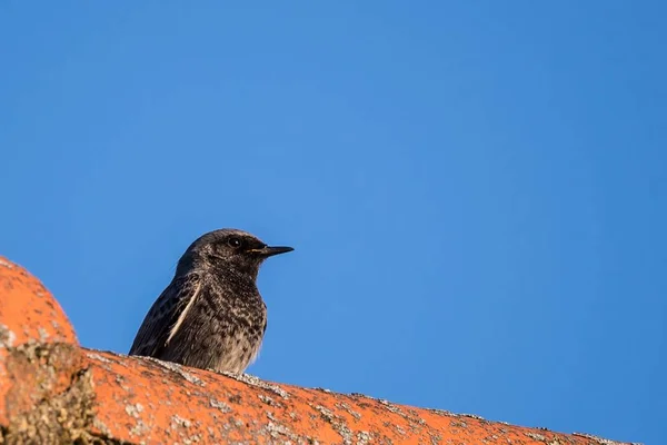 古いヴィンテージの屋根に座っている単一のブラックジョウビタキ鳥 — ストック写真
