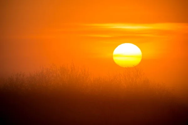 Východ slunce s pěkné velké oranžové slunce nad bažin — Stock fotografie