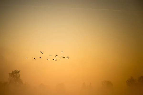 Hejno kormoránů letí nad mlžným půdy — Stock fotografie