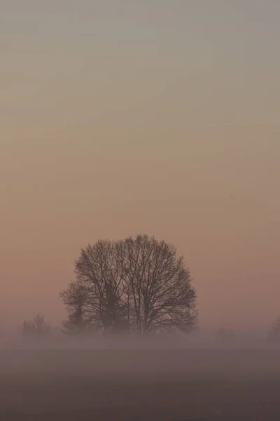 Skupina stromů bez listí v ranní mlze — Stock fotografie