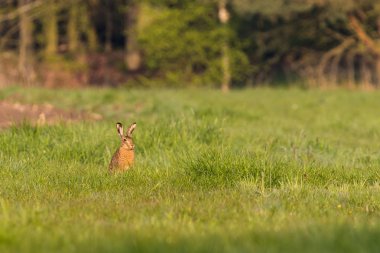 Koca kulaklı tek yabani tavşan çayır üzerinde oturur