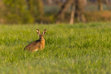 Koca kulaklı tek yabani tavşan çayır üzerinde oturur ve ot yiyor