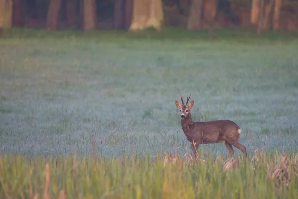 Single roebuck grazes during the foggy morning — Stock Photo, Image