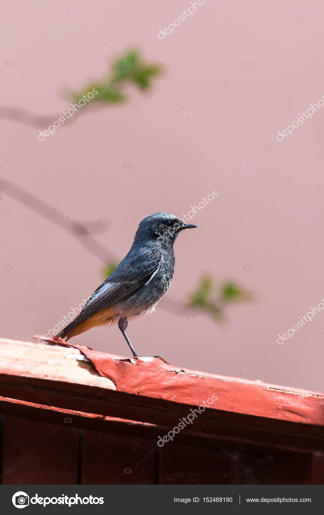 Joli Portrait Od Rougequeue Petit Oiseau Qui Est Assis Sur