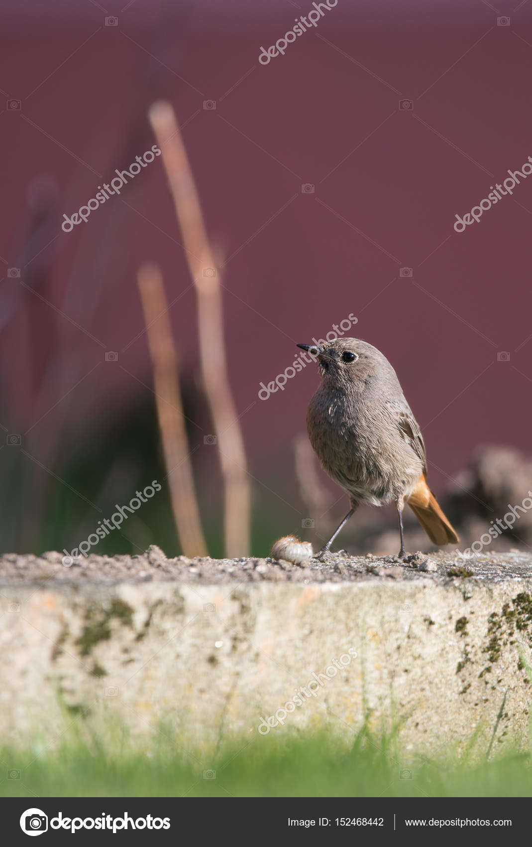 Petit Oiseau Rougequeue Unique Se Trouve Dans Le Jardin Avec