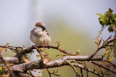 Tek erkek serçe küçük ağaç dalına oturur