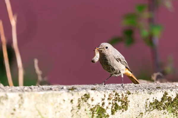 Zwyczajny pojedynczy mały ptak stoi w ogrodzie z dużym robak w dziób — Zdjęcie stockowe
