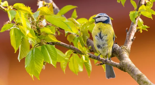 Одинокая красочная синяя птица на вишне — стоковое фото