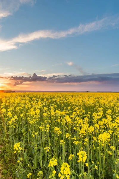 嵐の雲と黄色の花と菜の花フィールド上を表示します。 — ストック写真