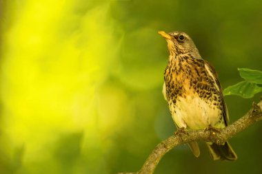 Dalda tek ardıç kuşu oturur