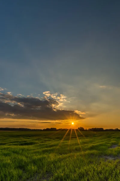Slunce s dlouhou oranžové paprsky přes louku s trávou — Stock fotografie
