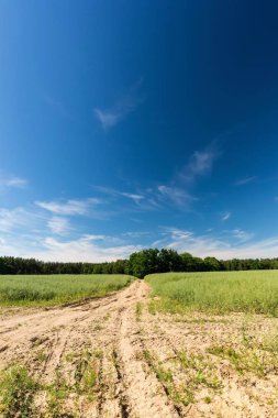 Traktörler tarafından oluşturulan kırık yolu ile kolza alanı üzerinde uzun beyaz bulutlar