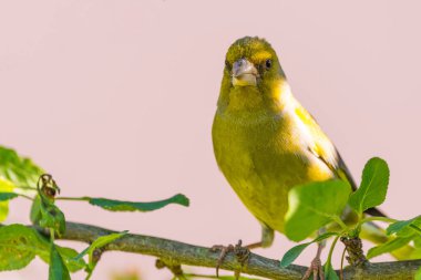 Güzel tek erkek Florya