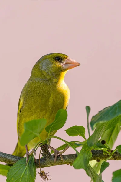 Único homem europeu Greenfinch — Fotografia de Stock