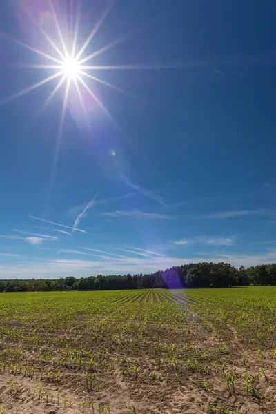 Le soleil sur le champ avec de jeunes plants de maïs — Photo