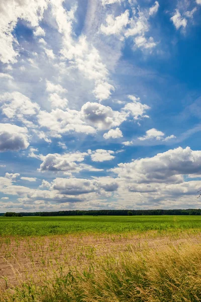 Zachmurzone niebo niebieski nad polem z kukurydzy — Zdjęcie stockowe