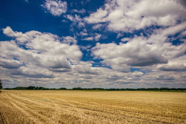 Zachmurzone niebo niebieski nad polem z kukurydzy — Zdjęcie stockowe