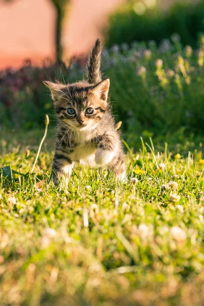 Tabby tomcat with white chest walks on green grass — Stock Photo, Image