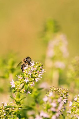 Kekik Pembe çiçek ile tek arı tünemiş