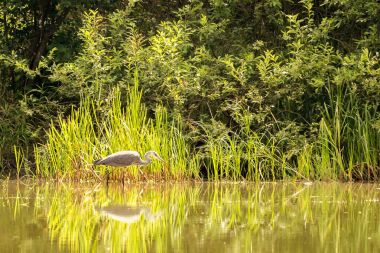 Bir su birikintisi shellow içinde güzel gri balıkçıl kuş Balık tutma