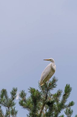Çam ağacı üzerinde tünemiş güzel tek beyaz balıkçıl